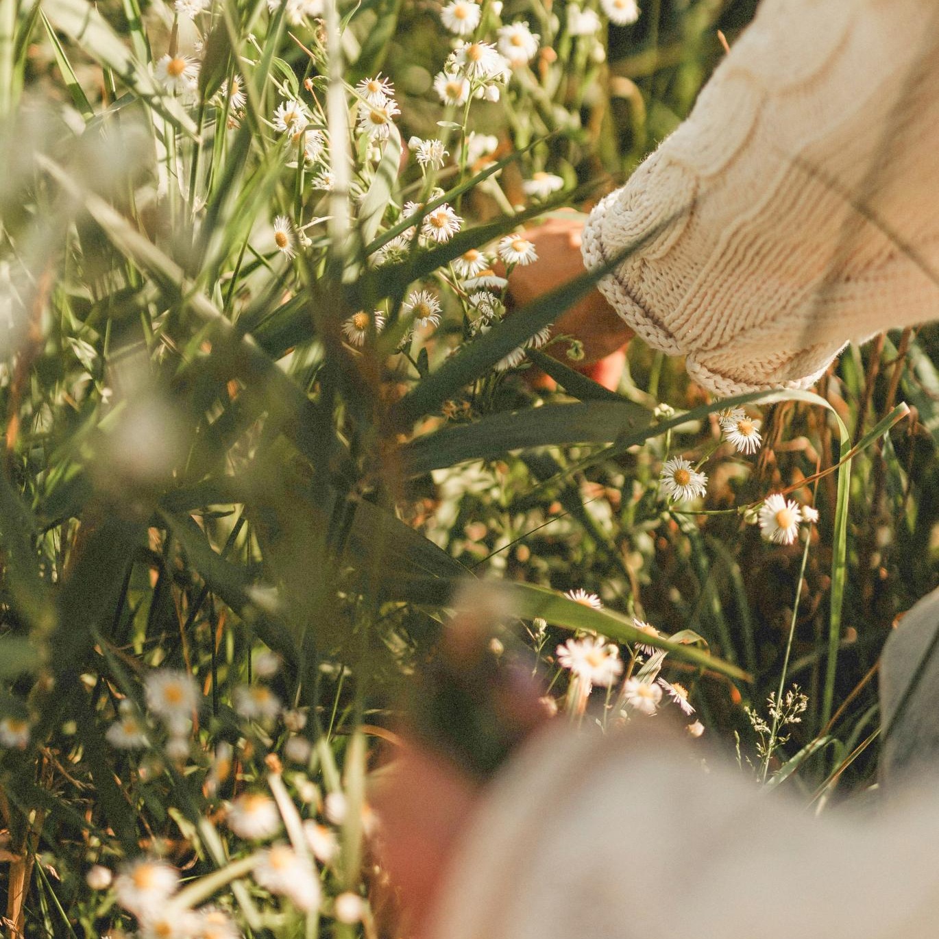 a person picking flowers